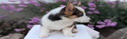 Welsh Corgi Pembroke dogs for sale: Logan - Ad 12
