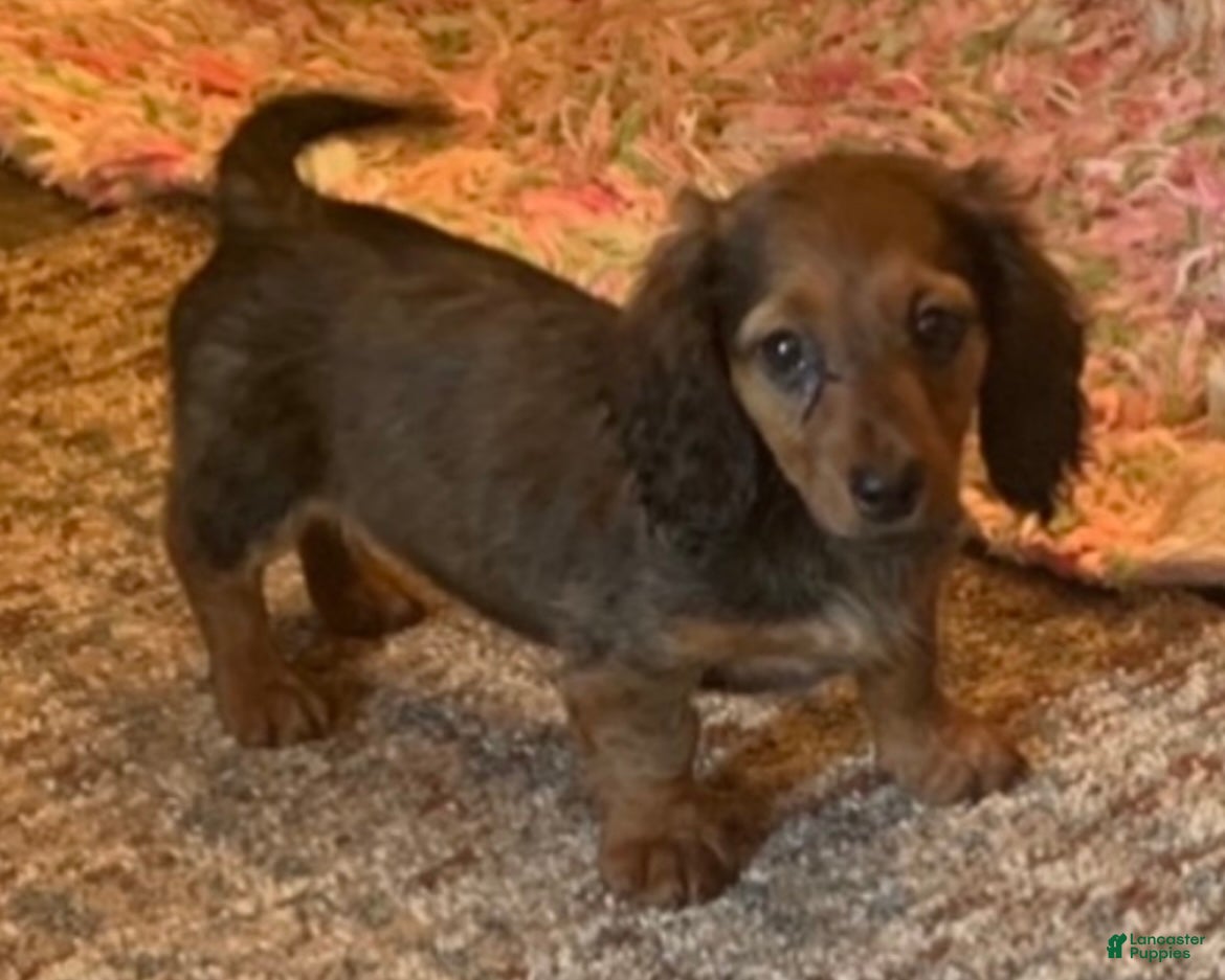 Miniature Dachshund dogs Charlie - Ad 2