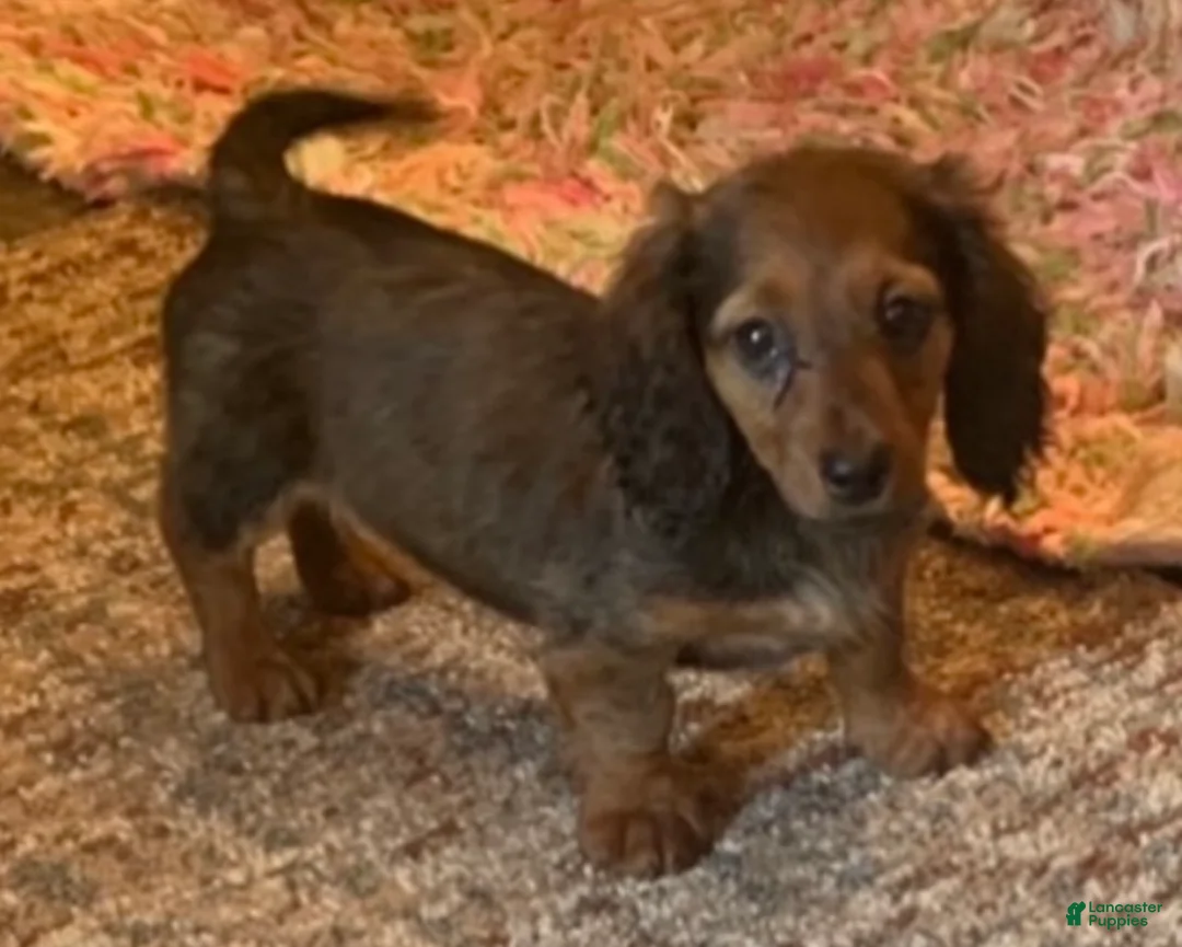 Miniature Dachshund dogs for sale: Charlie - Ad 1
