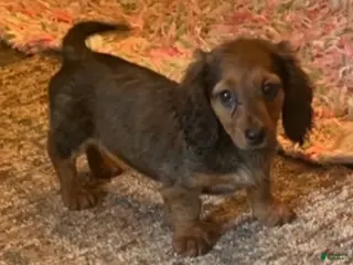 Miniature Dachshund dogs Charlie - Ad 2