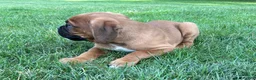 Boxer dogs for sale: Boxer 1 - Ad 6