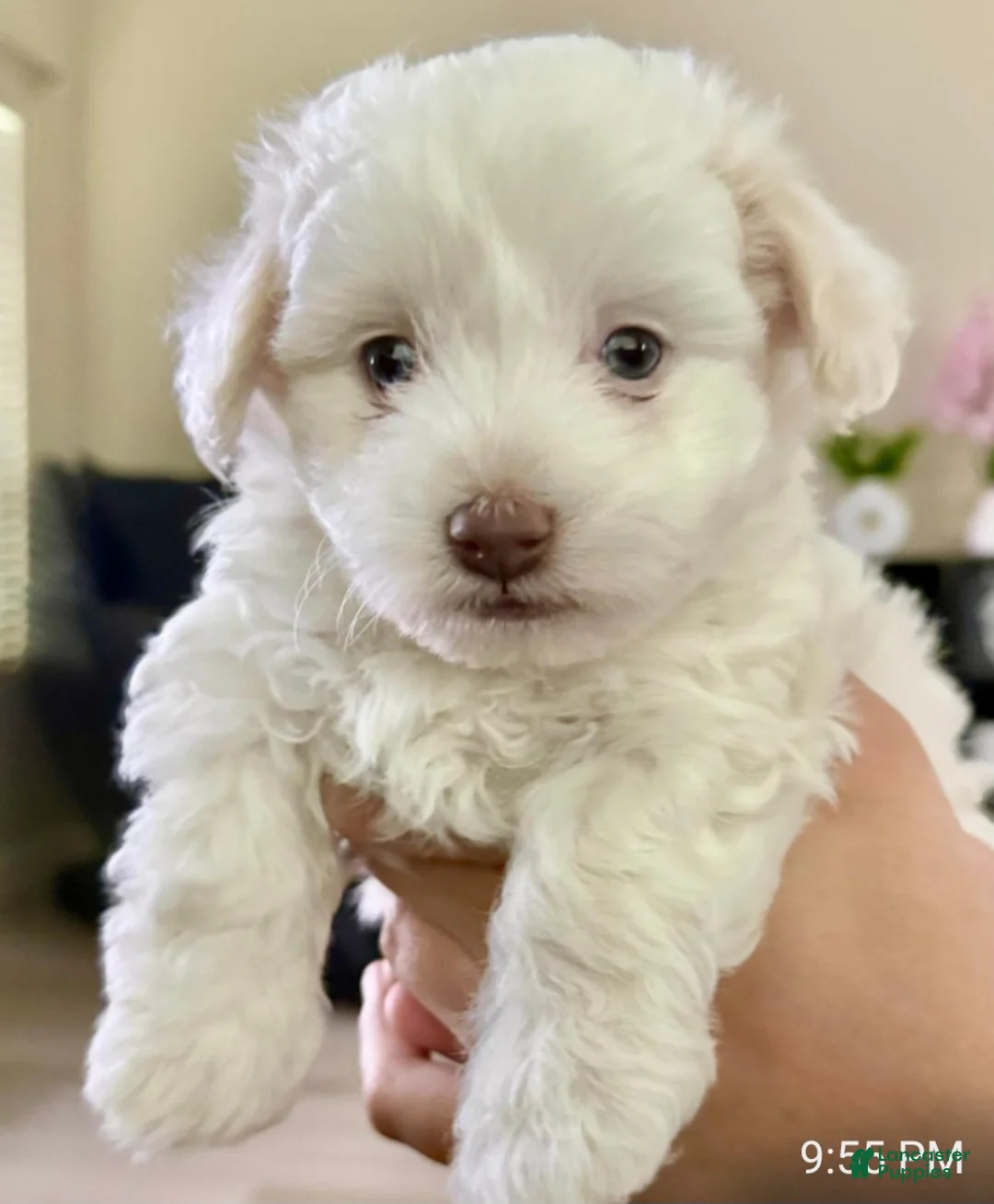 Maltipoo dogs for sale: Maltipoo Puppy 2 - Ad 5