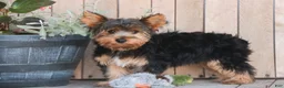 Yorkshire Terrier dogs for sale: Teddy - Ad 1