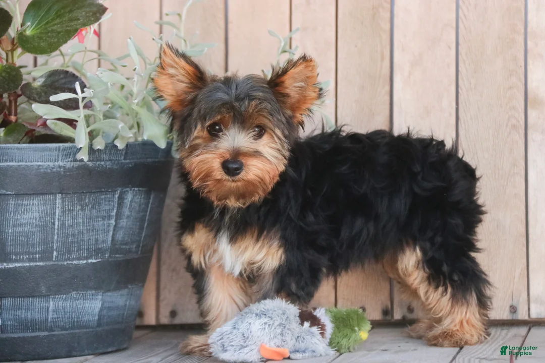 Yorkshire Terrier dogs for sale: Teddy - Ad 1