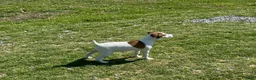 Jack Russell Terrier dogs for sale: Jack Russell Terrier Boy 2 - Ad 1