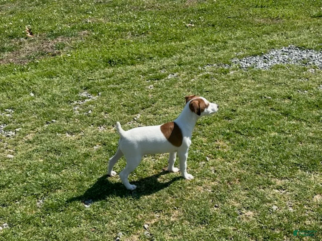 Jack Russell Terrier dogs for sale: Jack Russell Terrier Boy 2 - Ad 1