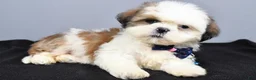 Shih Tzu dogs for sale: Chase - Ad 2