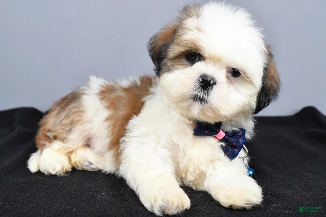 Shih Tzu dogs for sale: Chase - Ad 2