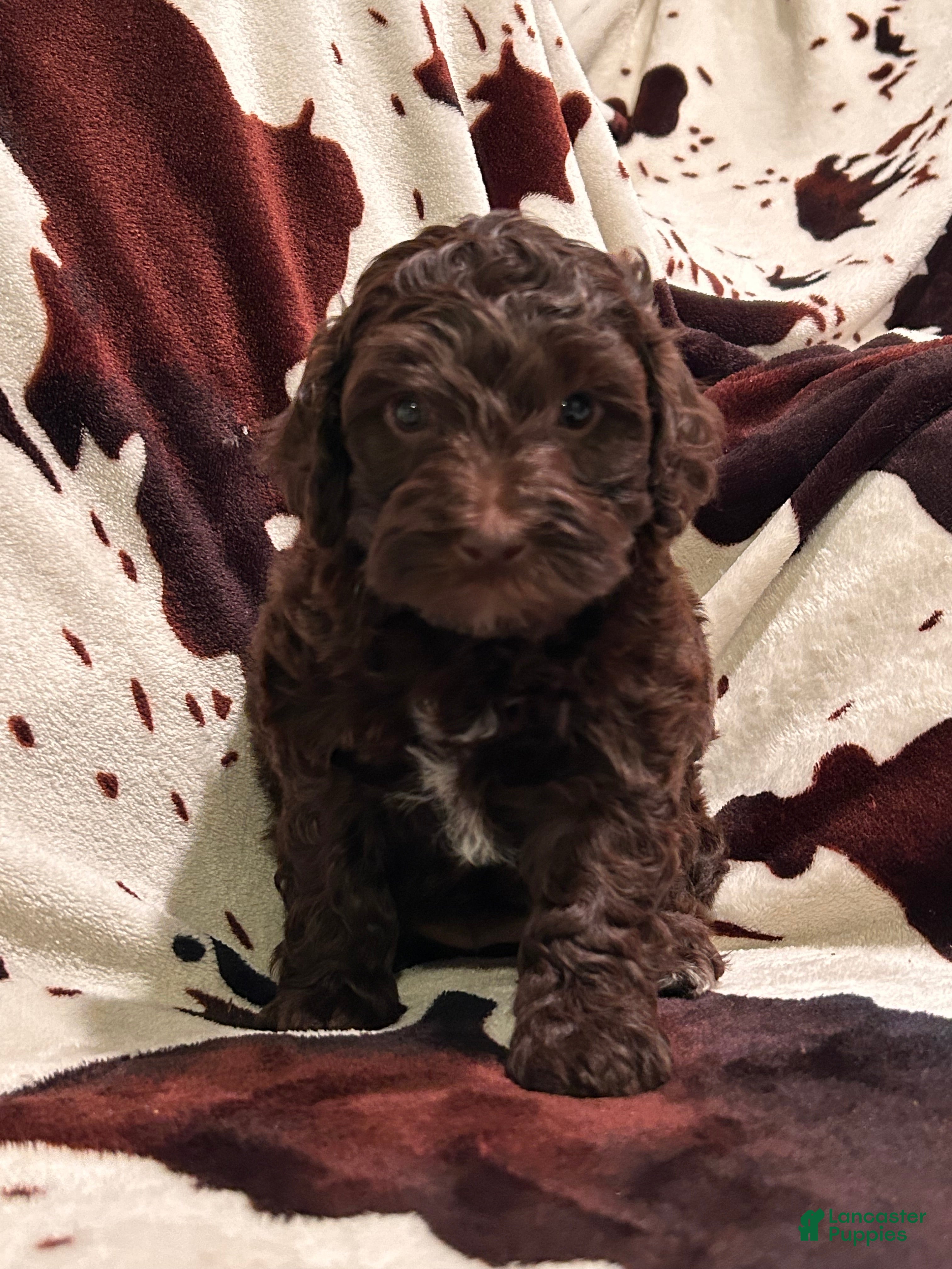 Labradoodle dogs Oakley - Ad 1