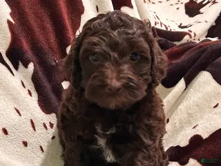 Labradoodle dogs for sale: Oakley - Ad 4
