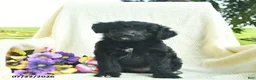 Bordoodle dogs for sale: Dolly - Ad 3