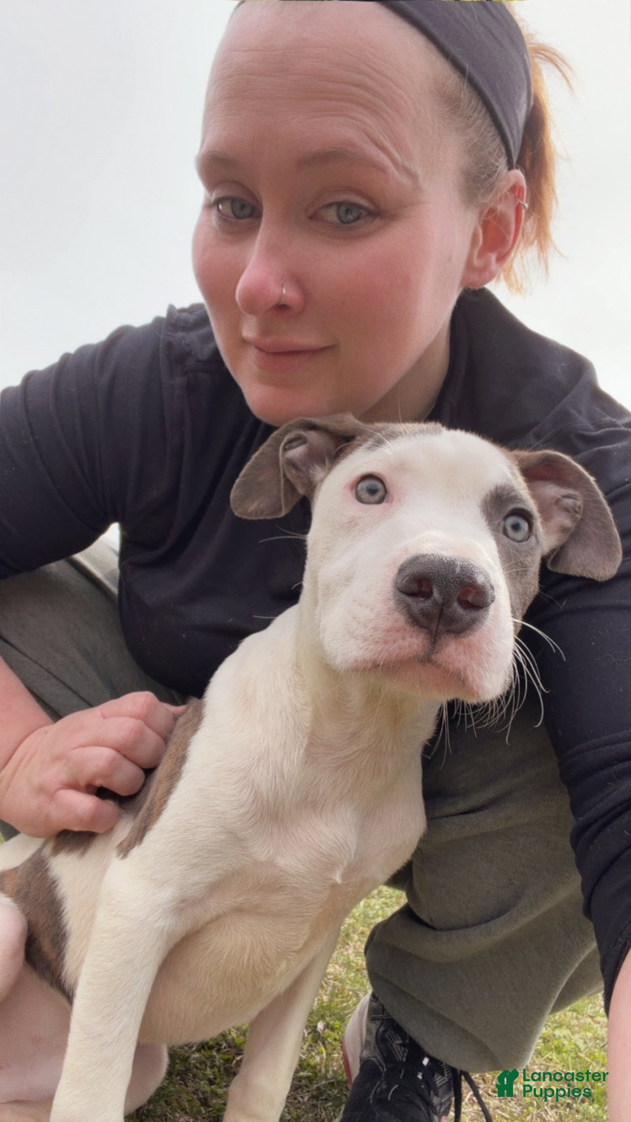 Mixed Breed dogs Toad - Ad 29