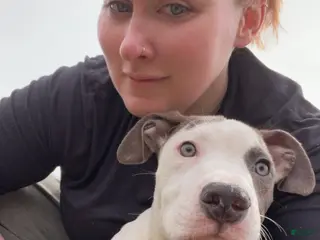 Mixed Breed dogs Toad - Ad 29