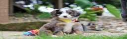 Mini Bernedoodle dogs for sale: Tang - Ad 4