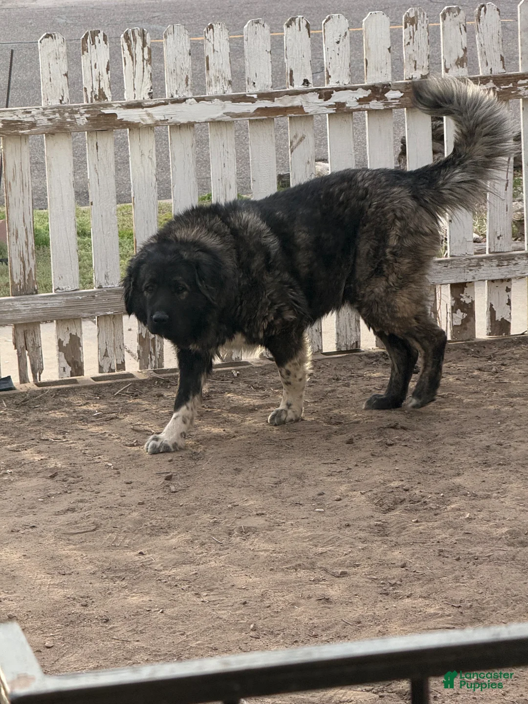 Mixed Breed dogs for sale: Papa - Ad 3