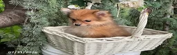 Pomeranian dogs for sale: Mocha - Ad 3