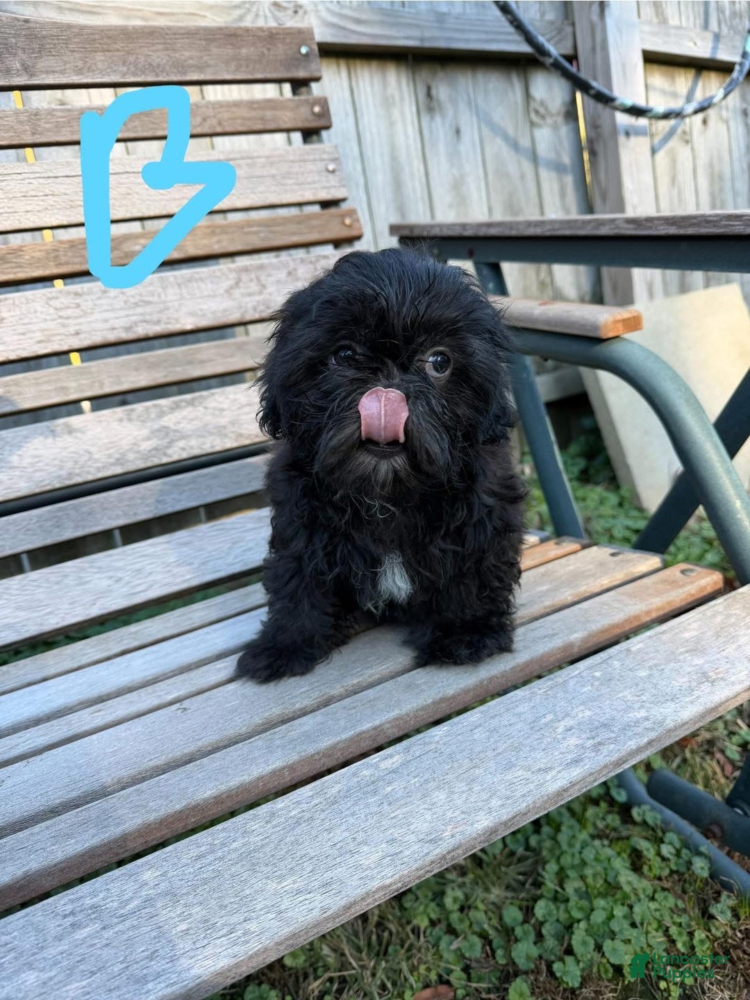 Shih Tzu dogs for sale: Shihtzu - Ad 5