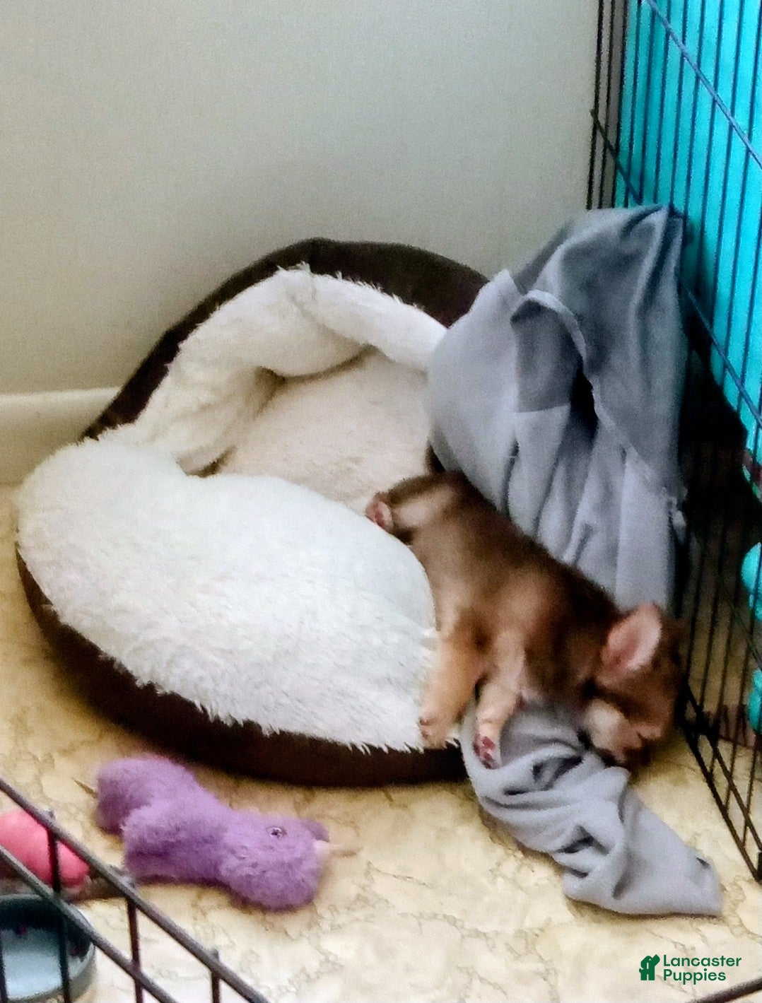 Chihuahua dogs Chihuahua Puppy 3 - Ad 34