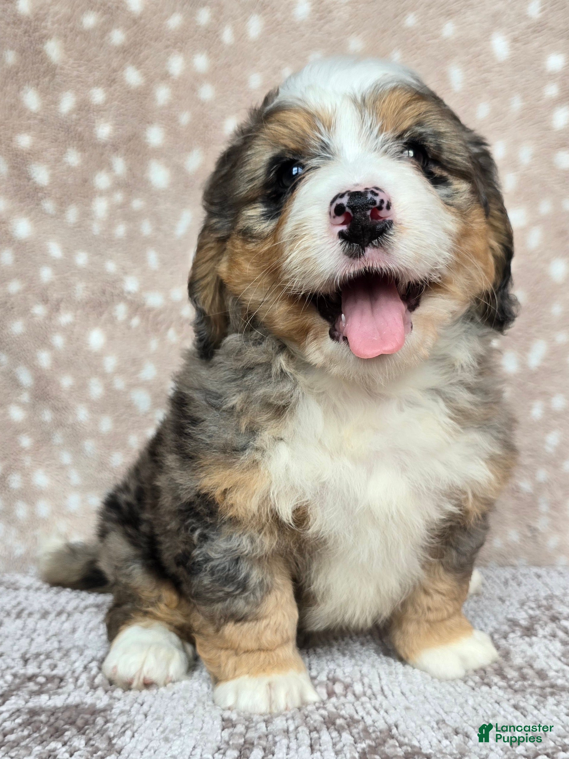 Mini Bernedoodle dogs Mini Ellie - Ad 2