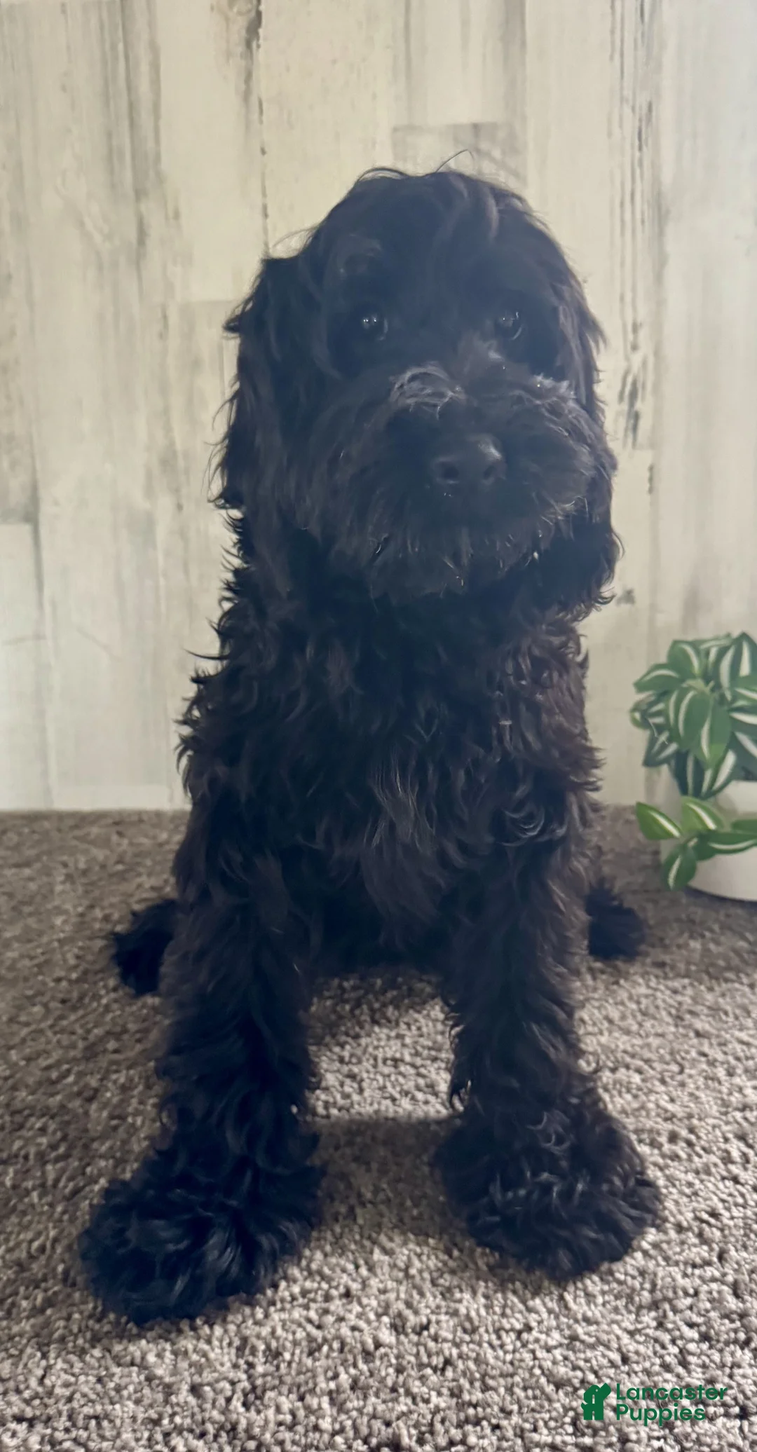 Cockapoo dogs for sale: Toby - Ad 2