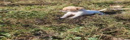 Jack Russell Terrier dogs for sale: Jack Russell Terrier 8 - Ad 4