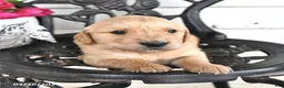 Golden Retriever dogs for sale: Cloyd - Ad 4