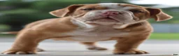 Mixed Breed dogs for sale: Hercules Bulldog hybrid  - Ad 46