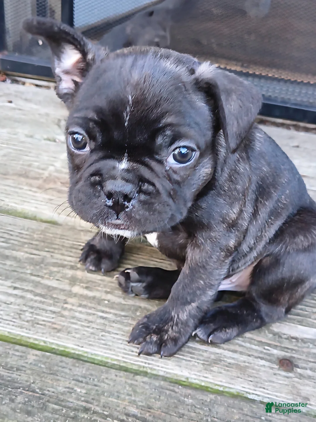 Frenchton dogs for sale: Frenchton Puppy 1 - Ad 1