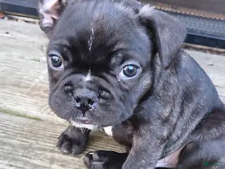 Frenchton dogs Frenchton Puppy 1 - Ad 27