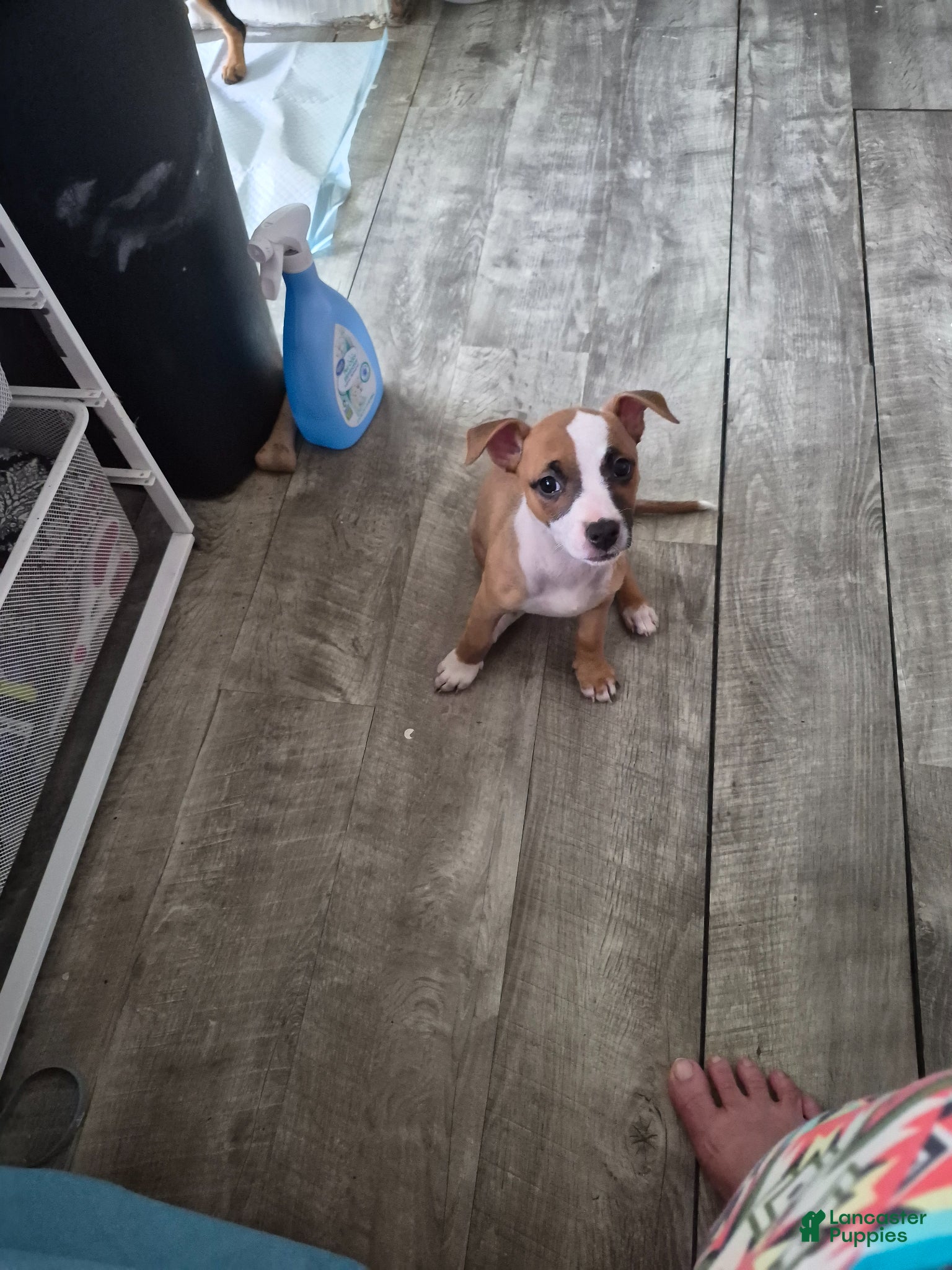Mixed Breed dogs Benelli - Ad 31