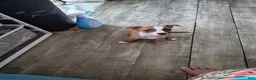 Mixed Breed dogs for sale: Benelli - Ad 1