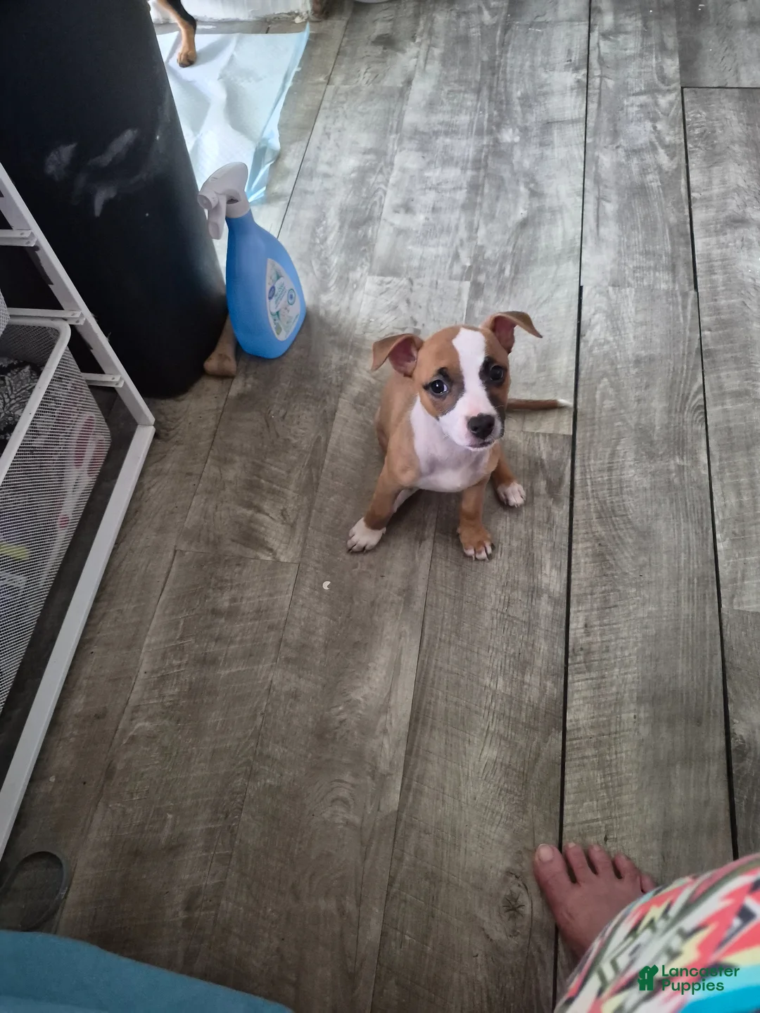Mixed Breed dogs for sale: Benelli - Ad 1