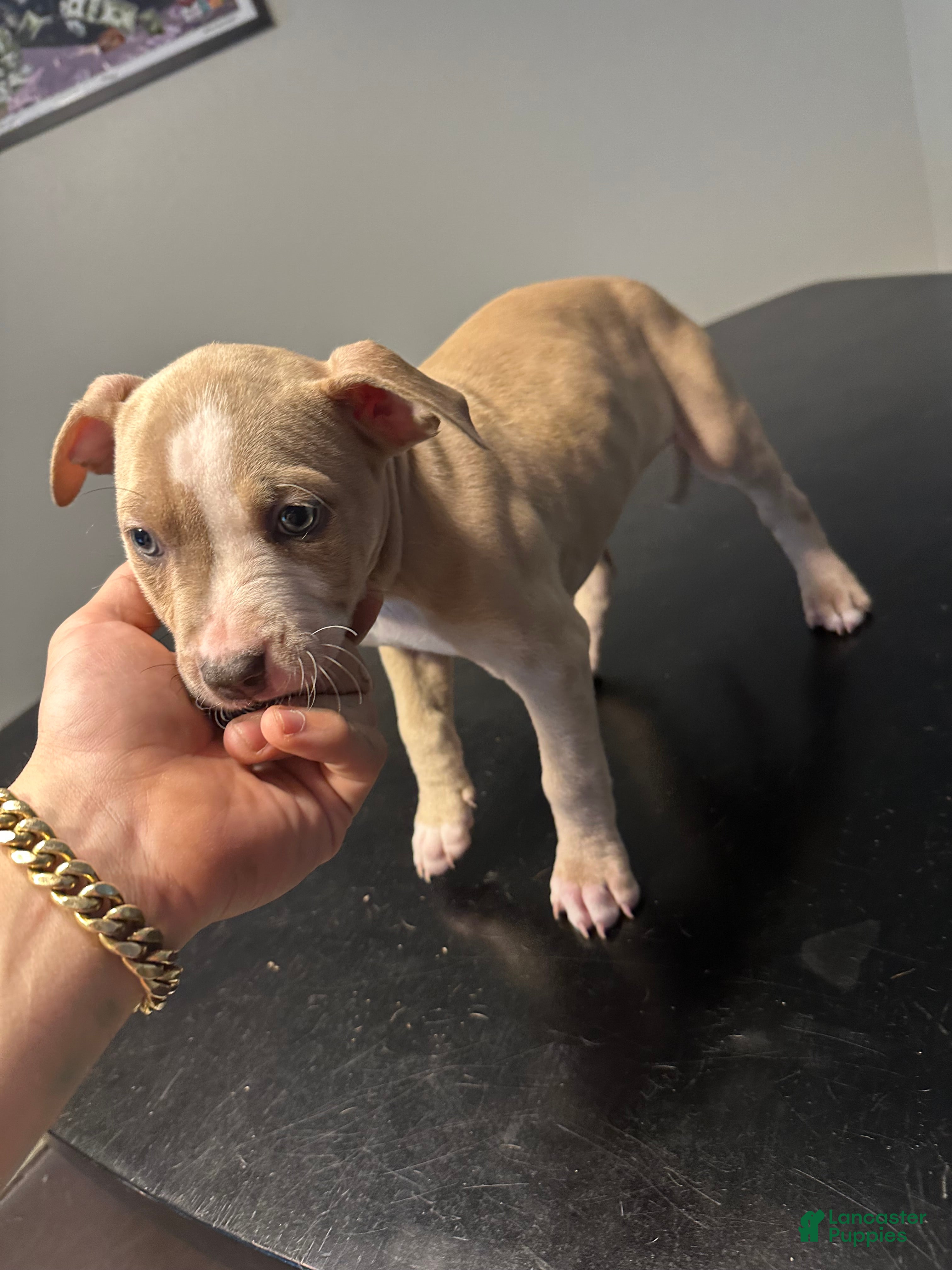 American Staffordshire Terrier dogs American Staffordshire Terrier Puppy 2 - Ad 1