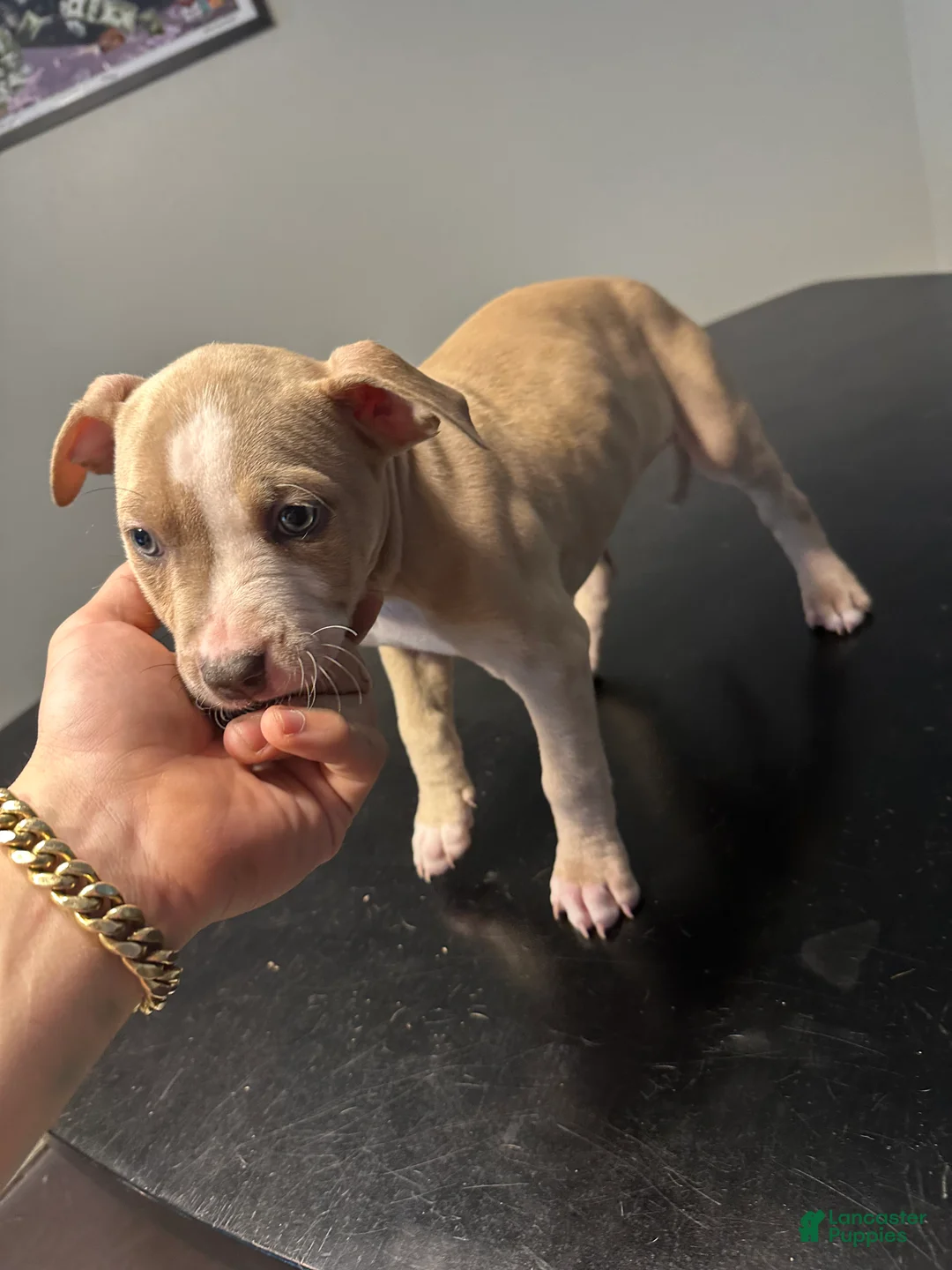 American Staffordshire Terrier dogs for sale: American Staffordshire Terrier Puppy 2 - Ad 1