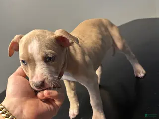 American Staffordshire Terrier dogs American Staffordshire Terrier Puppy 2 - Ad 1