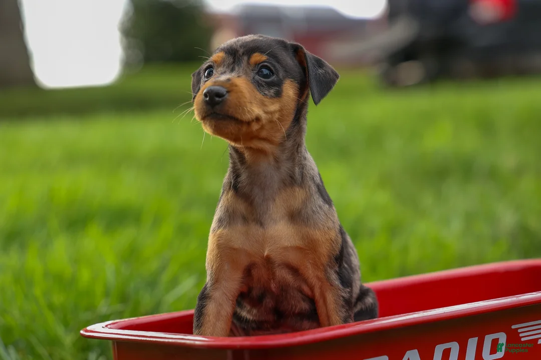 Miniature Pinscher dogs for sale: AMY - Ad 2