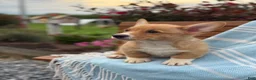 Welsh Corgi Pembroke dogs for sale: Jasper - Ad 6