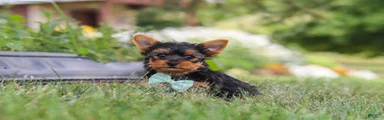 Benji