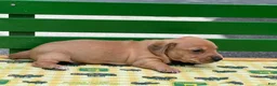 Miniature Dachshund dogs for sale: Doxie  - Ad 8