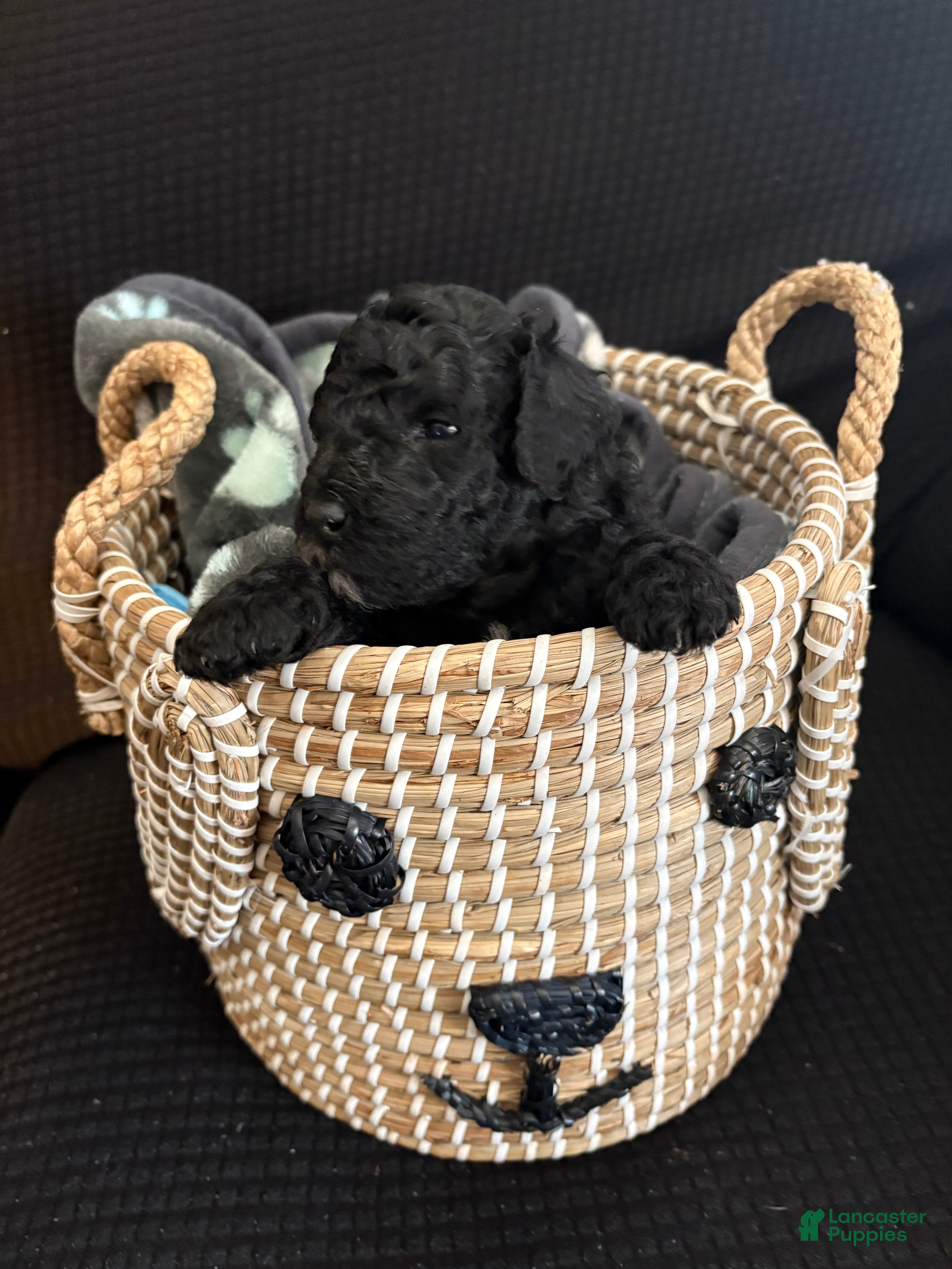 Bichpoo dogs Bichpoo Puppy 3 - Ad 35