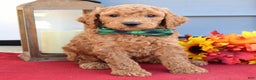 Standard Poodle dogs for sale: Maverick  - Ad 5
