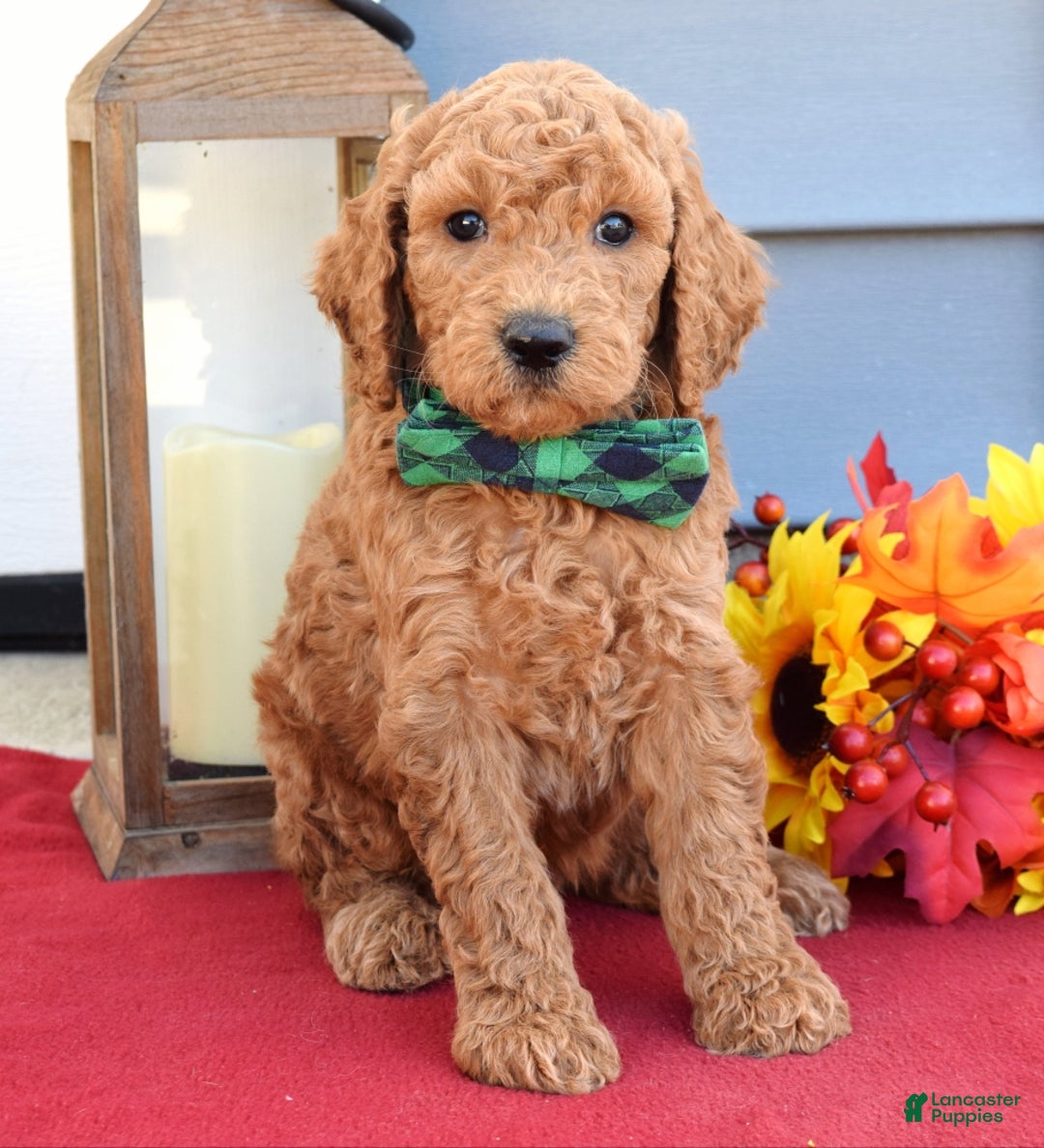 Standard Poodle dogs for sale: Maverick  - Ad 5