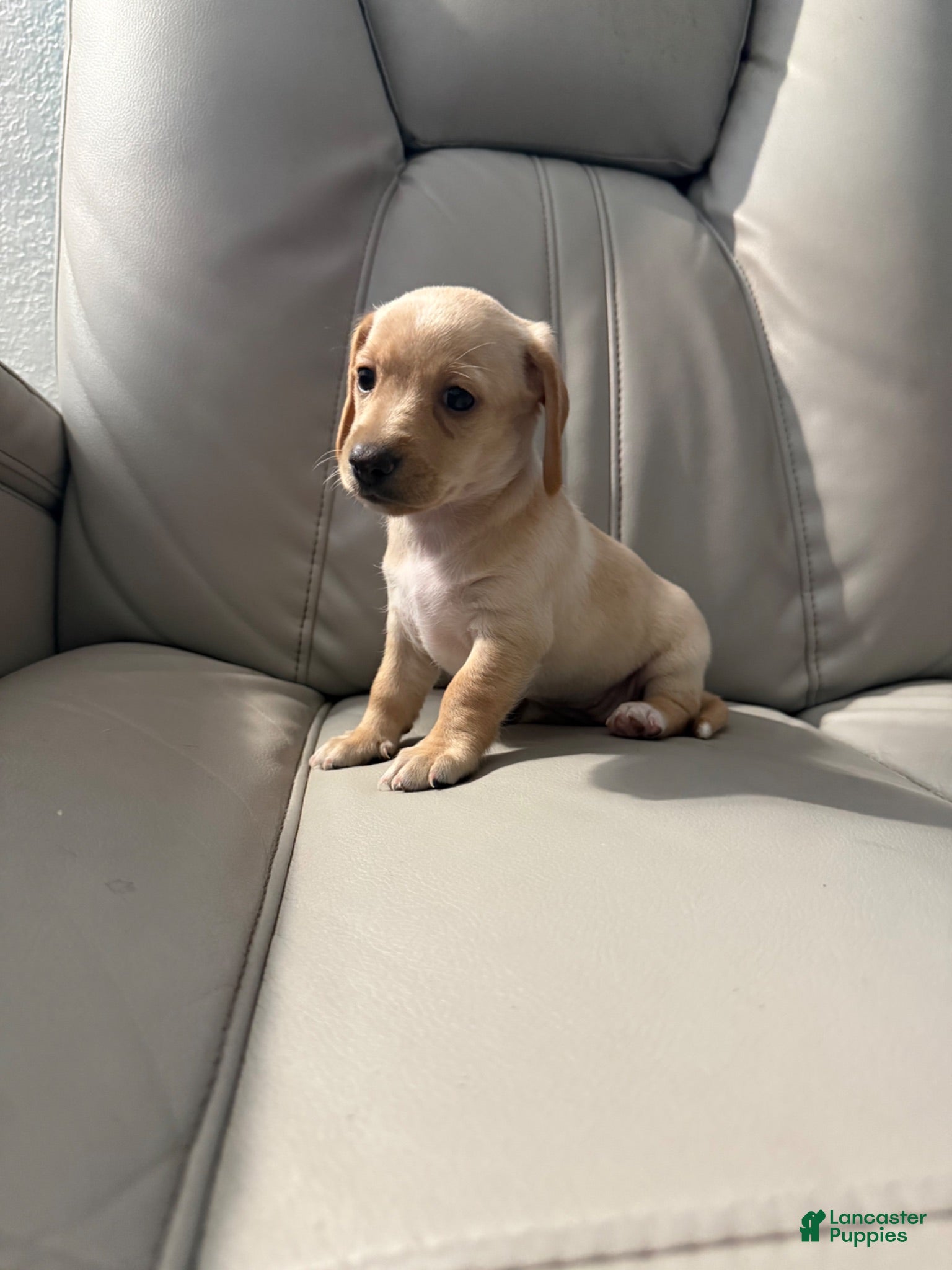 Mixed Breed dogs Bella - Ad 2