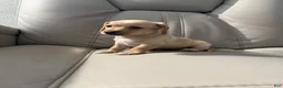 Mixed Breed dogs for sale: Bella - Ad 2