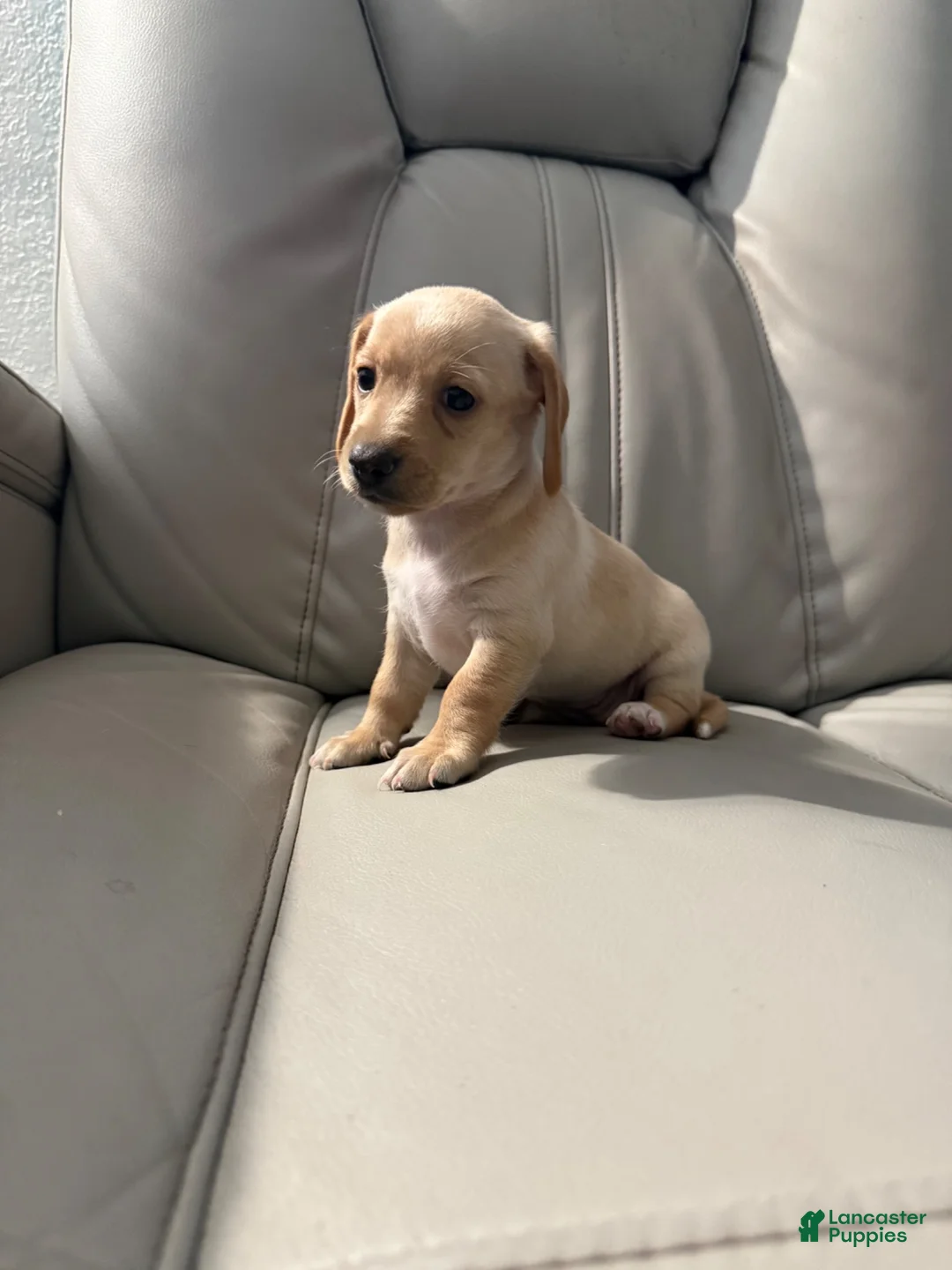 Mixed Breed dogs for sale: Bella - Ad 2