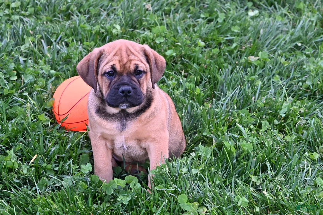 Mixed Breed dogs for sale: Bella - Ad 2