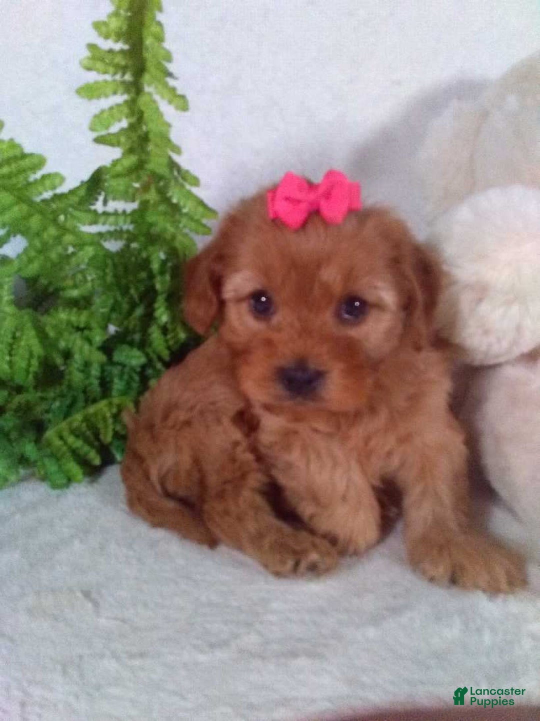 Cavapoo dogs for sale: Jewel - Ad 5