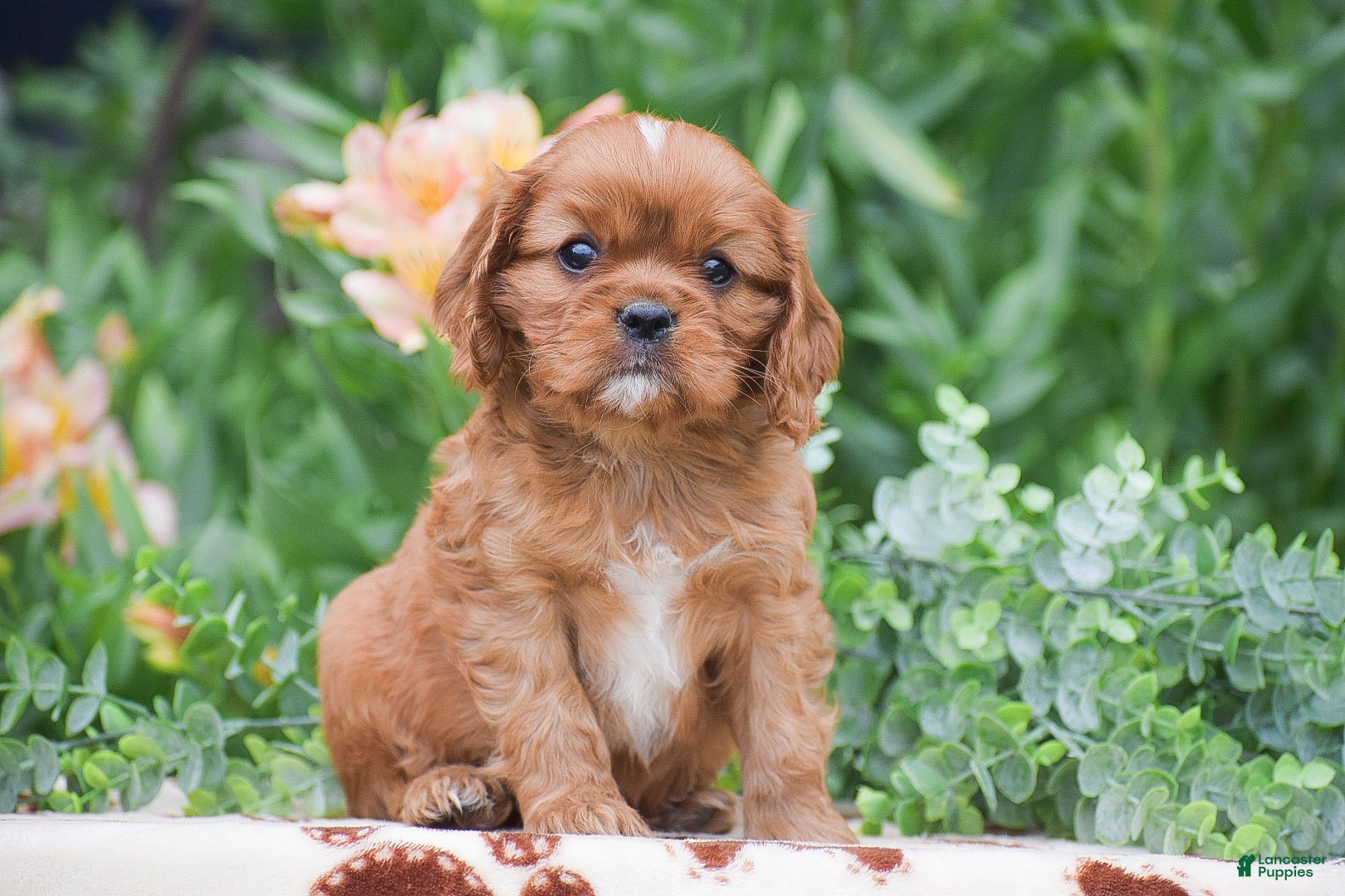 Cavalier King Charles Spaniel dogs Tucker - Ad 2