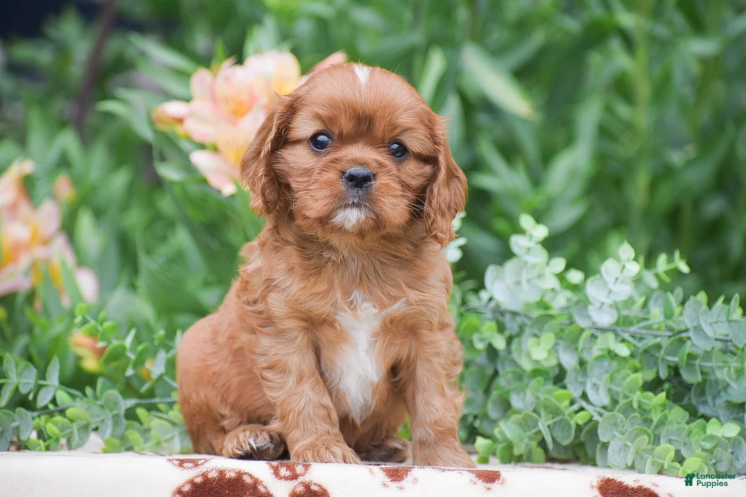 Cavalier King Charles Spaniel dogs for sale: Tucker - Ad 2