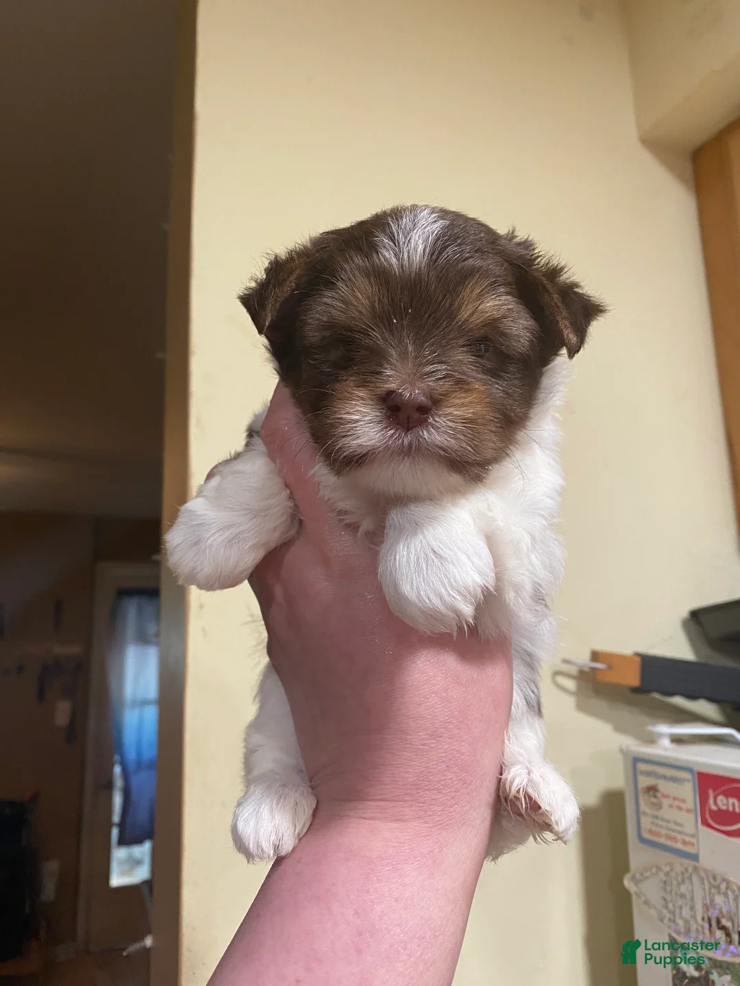Biewer Terrier dogs for sale: Biewer Terrier Puppy 1 - Ad 1